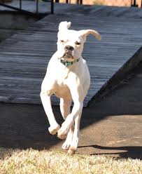 Beautiful Luna Boxer Middle Tn Boxer Rescue Www Mtbr Org White Boxer Dogs White Boxer Puppies Boxer Puppies