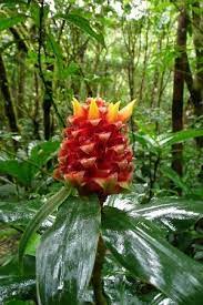 Wild Ginger Plant Wild Ginger Plant Ginger Plant Plants