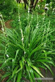 Image result for Chlorophytum krookianum