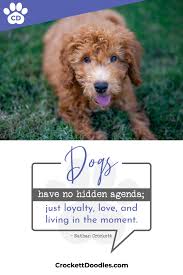 Teddy bear goldendoodles are loved for the many wonderful traits they possess. Crockett Doodles Family Raised Doodle Puppies For Sale