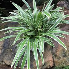 Image result for Chlorophytum angustissimum