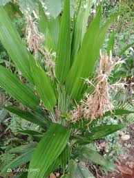 Image result for Dracaena aubryana
