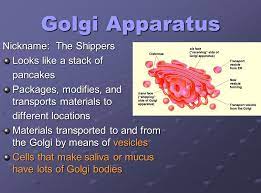 Who discovered the golgi apparatus? What Is Golgi Bodies Nickname