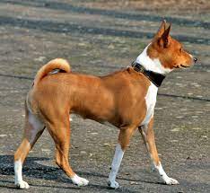 Here you will find one or more explanations in english for the word bajensis. Basenji Wikipedia