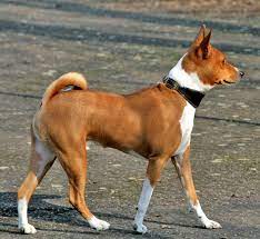During these last few months of quarantine, bowpi the basenji had been testing the physical rest assured that this wordpress site remains as the primary dwelling for the house of two bows, and. Basenji Wikipedia