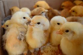 Wikipedia is a free online encyclopedia, created and edited by volunteers around the world and hosted by the wikimedia foundation. Baby Chicks The Definitive Care Guide The Happy Chicken Coop