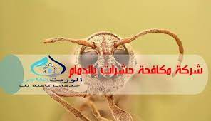 شركة مكافحة حشرات بالدمام rose gold ring gold rings rose gold