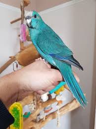They are found in most of the tropical & subtropical regions. Baby Kakariki Parakeet Nature Birds Monk Parakeet