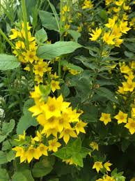 Image result for Lysimachia barbata