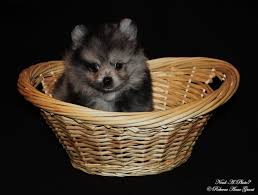 We did not find results for: Blue Merle Pomeranian Puppy Need A Photo Photography Animals Birds Fish Dogs Puppies Pomeranian Artpal