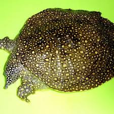 The amazing world of gumball (season 4). Trionyx Aggressive