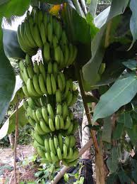 Budidaya pisang cavendish dengan metode kultur jaringan serta cara penanaman yang presisi serta sistem irigasi modern. Jual Bibit Pisang Cavendish Bibit Pisang Cavendish Bantul Yogyakarta