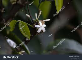 Image result for Pleiocarpa