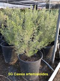 Image result for Cassia thyrsoidea