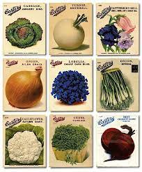 Alys Fowler S Favourite Vegetable Seed Catalogues Seed Catalogs Vegetable Seed Vegetable Seeds Packets