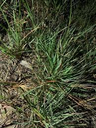 Image result for Eustachys