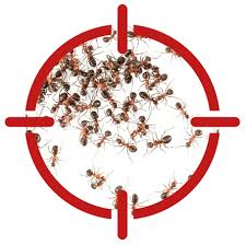 Fast, reliable & affordable pest control. Ant Control In Brisbane Gold Coast Ipswich Sunshine Coast