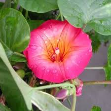 Image result for Stictocardia