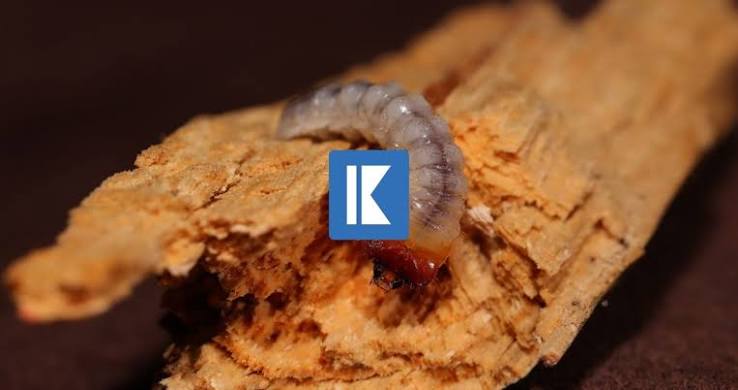 Dangers of Untreated Woodworm | Structural Damage Risk