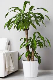 100 Affordable Ikea Plants For Every Plant Parent No Green Thumb Required Ikea Plants Potted Plants Growing Plants Indoors