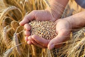 Wheat starch has today become an essential part of the food industry where it is primarily being used as a thickening agent, food additive as well as an active. Sowing And Harvesting Season Of Wheat In India India Gardening