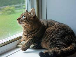 Transitioning An Outdoor Cat To Indoors Petfinder