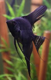 Black Angelfish Angel Fish Tropical Freshwater Fish Cool Fish