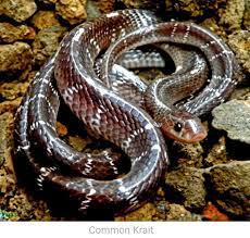 Common Krait A Member Of India S Big Four The Common Krait Can Grow Anywhere From Three To Five Feet In Length With An Ex Snake Cute Reptiles Scary Snakes