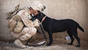 Us Service Animals Ptsd Service Dog Tasks How They Help You