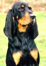 Black And Tan Coonhound Puppies For Sale In Pa Pin On Tattoos