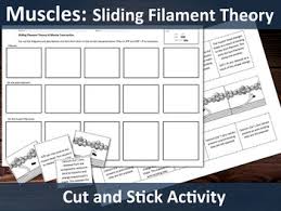 Eccentric and isometric muscle contractions and specifically which is occurring during. Biology A Level Muscles Sliding Filament Theory Cut Stick Activity