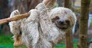 Due to their slow movement, they will have algae growing on their fur. International Sloth Day Sloths Need Our Help The Great Projects