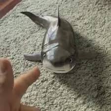 Lifelike Baby Shark Video Baby Shark Shark Cute Baby Animals