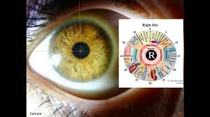 27 Memorable Iridology Chart Male