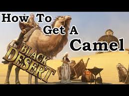 They're scared by nature, so you'll need something they find tasty on hand to lure them in. Black Desert How To Get A Camel Youtube