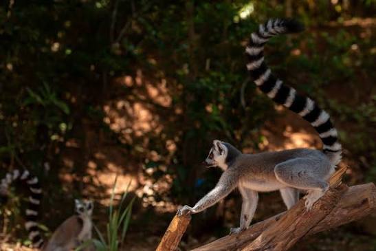Bom dia! O Lêmure de Cauda Anelada, um dos maiores Lêmures que existem na  ilha de Madagascar, podendo atingir cerca de 60-70 centímetros ( exceto a  cauda ) e pesando cerca de