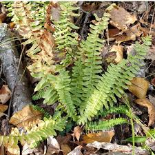 Image result for Asplenium inaequilaterale