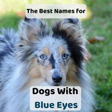 90 Unique Names For Dogs With Blue Eyes Shetland Sheepdog Blue Eyed Dog Names Blue Eyed Dog