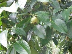 Image result for Garcinia huillensis