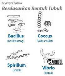 5 Cara Pengelompokan Bakteri Idschool