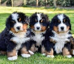 Loving farm raising bernese mountain dogs for sale in ohio, miniature horses, pygmy goats in ohio, miniature pigs for sale in ohio Bernese Bernese Mountain Dog Puppies For Sale Near Me Facebook