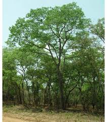 Image result for Brachystegia spiciformis × microphylla