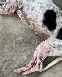 Image result for scabies dogs detail
