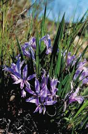 Image result for Babiana bainesii