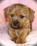 Nightingale Norfolk Terriers - Norfolk Terrier Puppies for ...