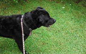 Neben der allgemeinen hundevermittlung, wo man alle hunde findet, gibt es auch noch die speziellen rubriken graue schnauzen (hunde ab 10 jahre) und listenhunde (sokas = sogenannte kampfhunde), um diese noch einmal besonders herauszustellen. Labrador Mix Paul Sucht Neues Zuhause Tierheim Amberg