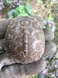 Care Of Box Turtles Box Turtle Sanctuary Of Central Virginia 501 C 3