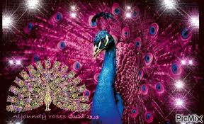 Peacock Peacock Animated Gif Image