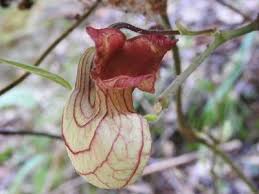 Image result for Aristolochia heppii