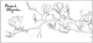 Magnolia trees have the most beautiful blossoms, people are excited for spring every year so they get to see them. Magnolia Tree Branch With Flowers Coloring Page For The Adult Royalty Free Cliparts Vectors And Stock Illustration Image 133930053